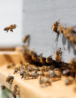 Swarm of Bees