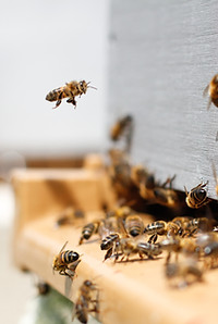 Enjambre de abejas