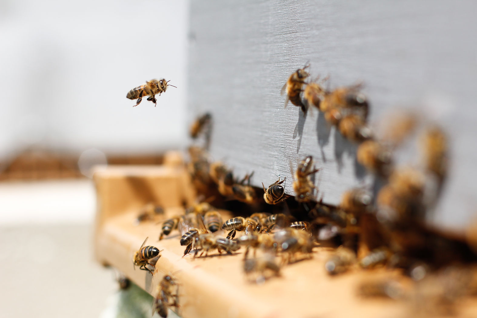 Bienen in der Nähe des Bienenstocks