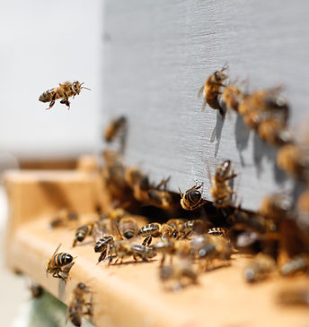 Swarm of Bees