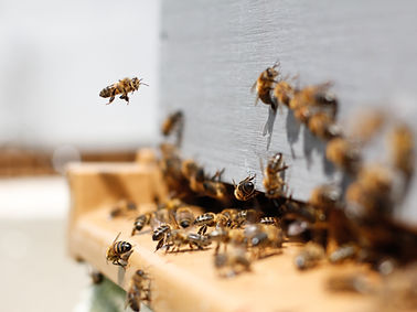 Swarm of Bees
