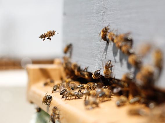 Swarm of Bees