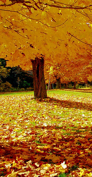Sugar maple tree in fall