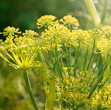 Yellow Flowers