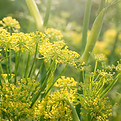 Gelbe Wildblumen blühen