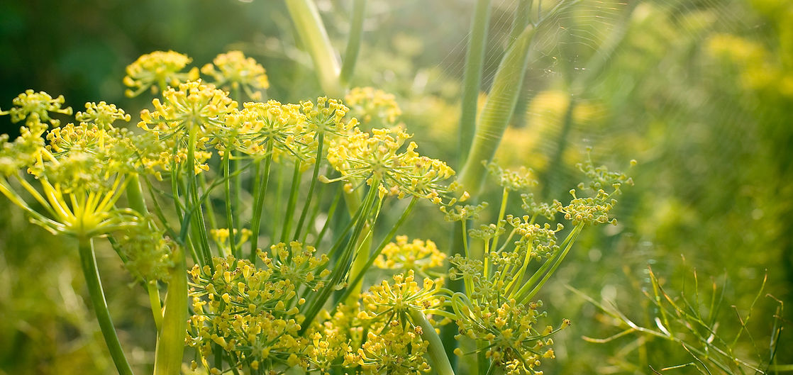 Yellow flowers
