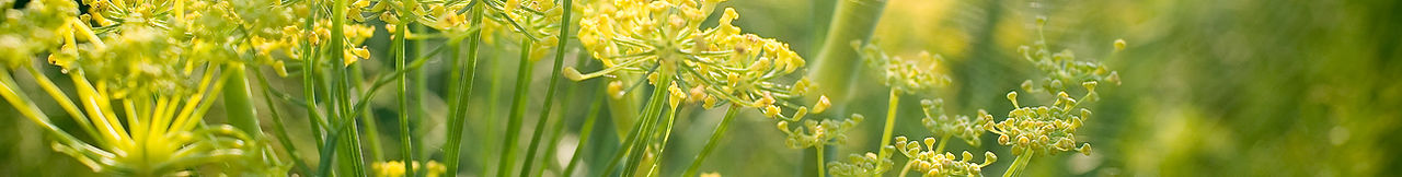Yellow Flowers