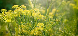 Yellow Flowers