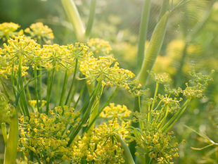 Natural Pest Management: Hawaii's Biocontrol Successes Part 3: Plants to Attract Beneficial Insects