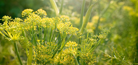 Yellow Flowers