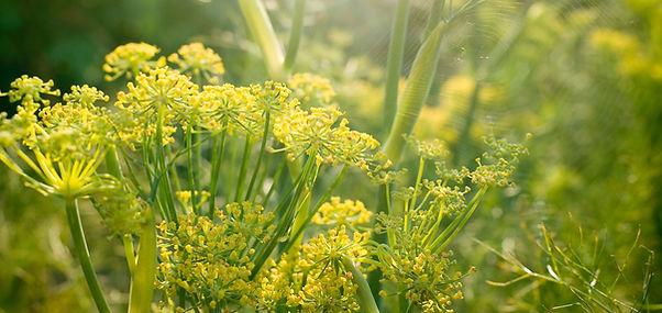 Fleurs jaunes