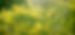 Fleurs jaunes