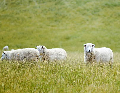 Sheep in Open Fields