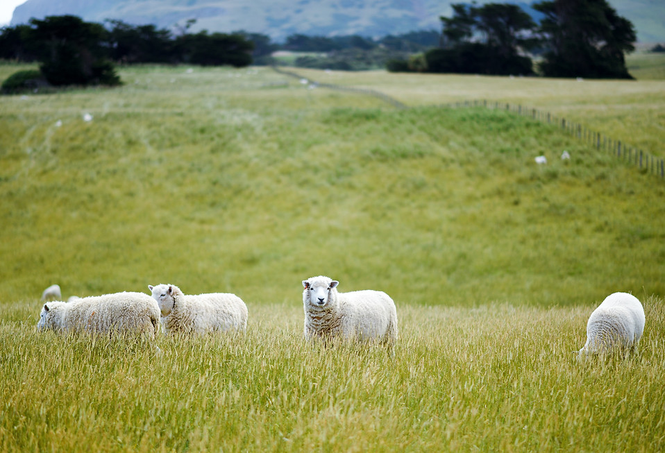 Sheep in Open Fields
