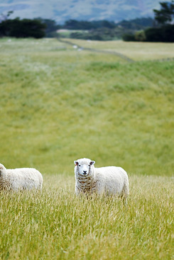 Ovelhas em campos abertos