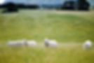 Sheep in Open Fields