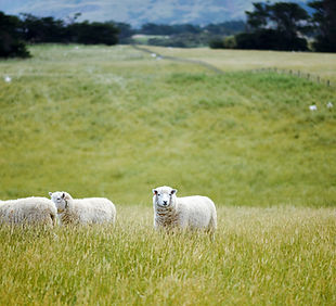 Ovelhas em campos abertos