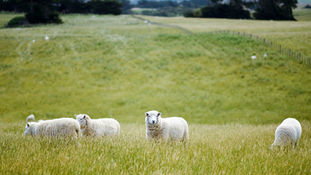 Greener Pastures