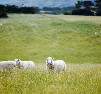Sheep in Open Fields