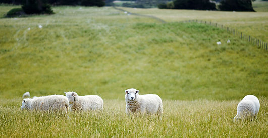 Sheep grazing
