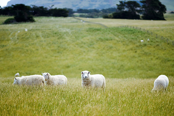 Sheep in Open Fields