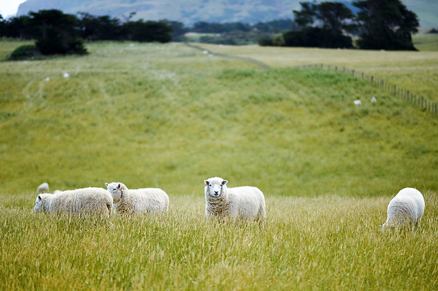 Moutons dans les champs ouverts