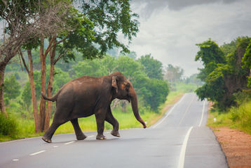 India Voluntary Carbon Market 2.0 Listings