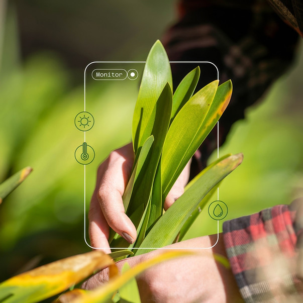 Smart farming plant analysis