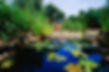 Large pond