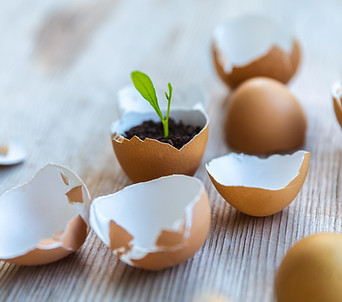 Kleine Pflanze wächst aus Eierschale – Symbol für Resilienz, Neubeginn und Stärke trotz Verletzlichkeit.