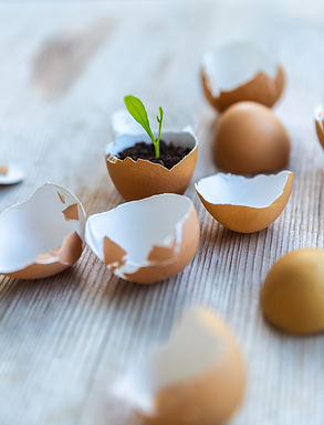 Gekiemde plant in gebroken eischaal. Een kapot ei kan niet helemaal genezen maar wel anders benut worden.