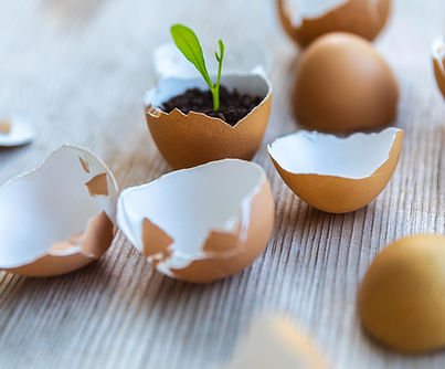 Germinated Plant 