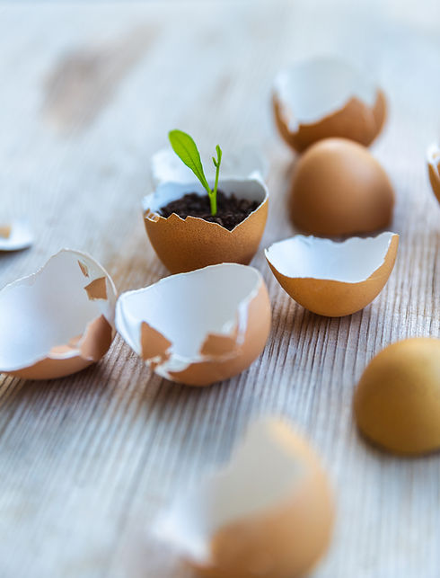 Germinated Plant