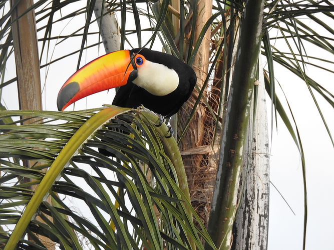 Toucan