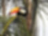 Tucano