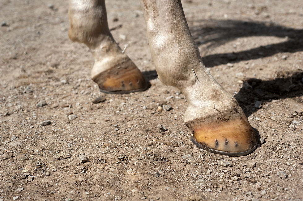 Acupuncture Needles Placed on a Horse