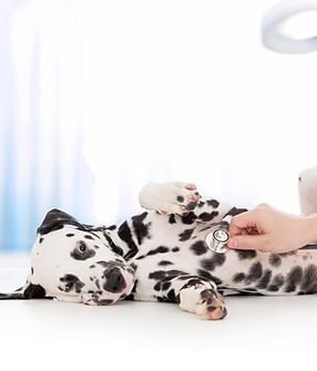Dalmatien