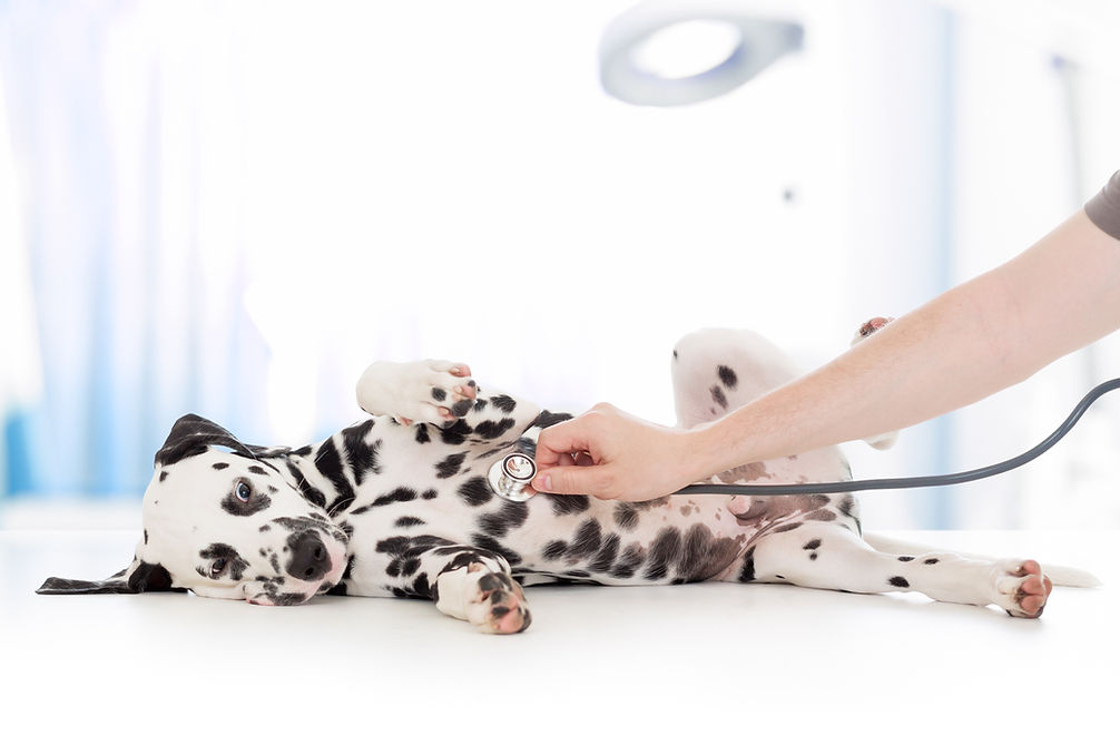Dalmatian Dog