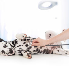 Dalmatian Dog