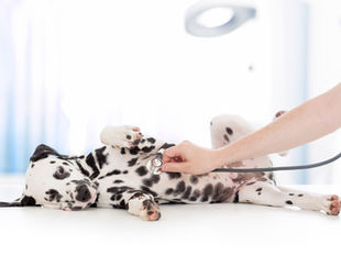 Understanding Rabies in Dogs