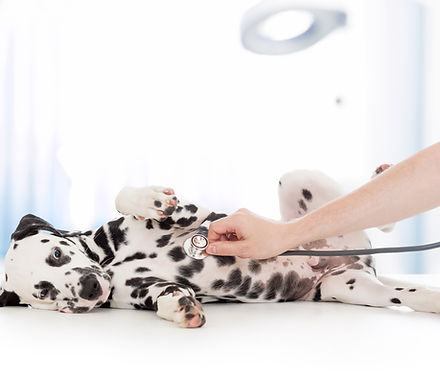 Dalmatian Dog