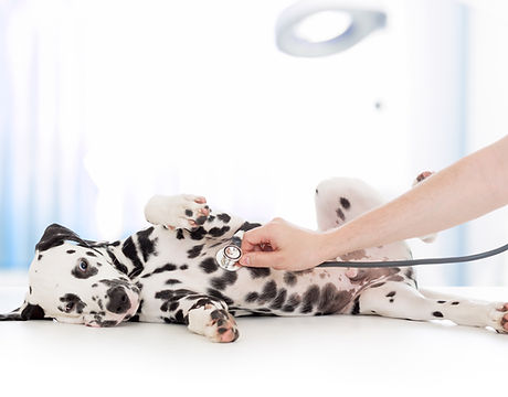 Dalmatian Dog
