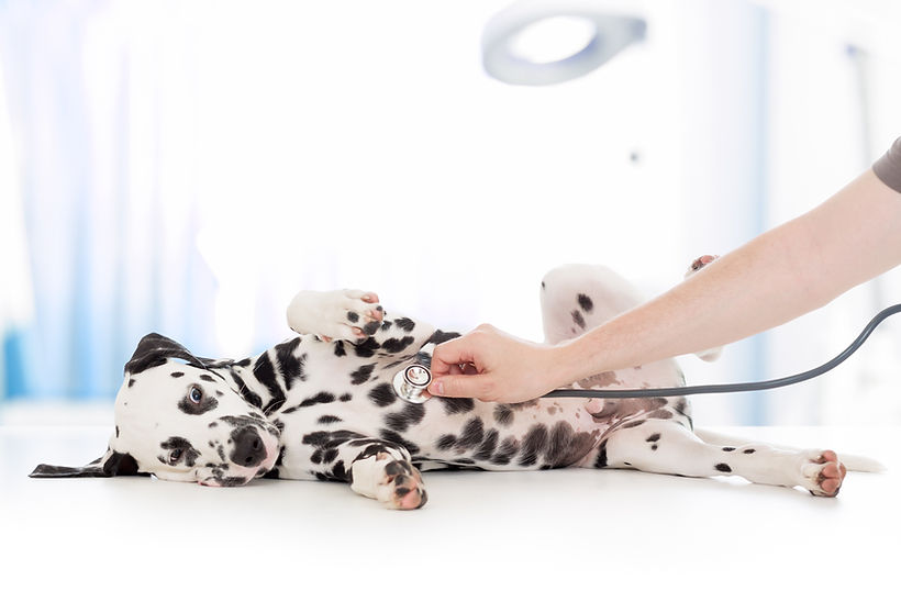 Dalmatian Puppy Examined