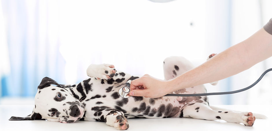 Dalmatian Dog