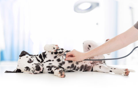 Dalmatien