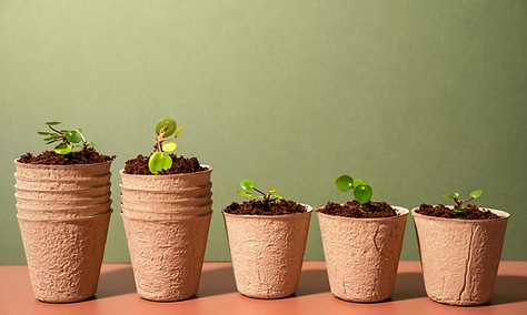 Nursery Plants