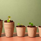 Plantes de pépinière