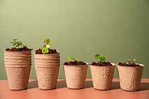 Plantas de vivero