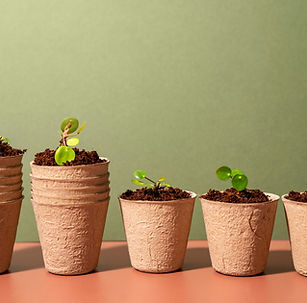 Small Potted Plants