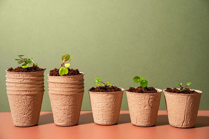 Small Potted Plants